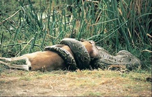 Snake Swallowing Deer